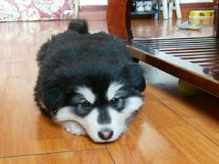 -佑安动物医院·全科·内窥镜中心(幸福巷店)