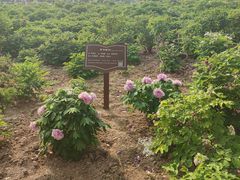 -曹州百花园