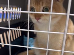 -安安宠医宠物医院·异宠·犬猫内科(岳阳分院)