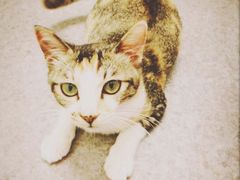 -爱诺耐芙动物医院(万博店)