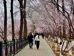 -桃花堤公园