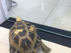 -瑞鹏宠物医院华南总院·夜诊·心脏科·骨科