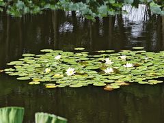 -陈家山荷花公园