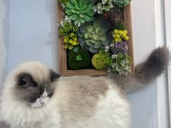 -青奢宠物·青奢猫舍