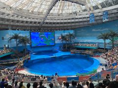 -海合安成都极地海洋公园