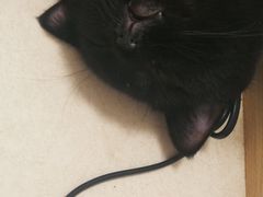 -猫在这儿猫咪咖啡馆·撸猫馆