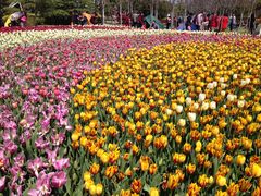 -上海鲜花港