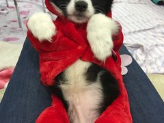 -翊宠yipet猫狗购宠庄园犬舍•猫舍