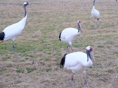 -盐城丹顶鹤湿地生态旅游区