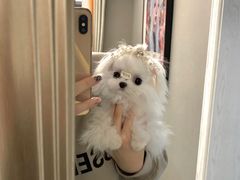 -萌宠之家·腊肠犬·马尔泰·小体犬舍