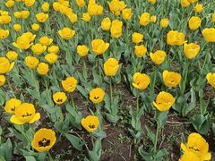 -长春公园(普阳街道)