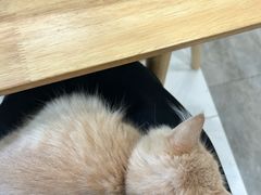 -楼上猫咖(罗湖店)