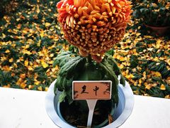 -杭州植物园