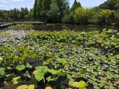 -昆山城市生态森林公园