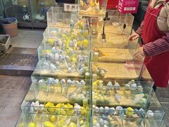 -青石桥花鸟鱼虫市场(叠翠城店)