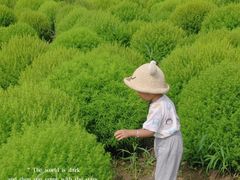 -映月湖中央公园