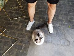 -喵屿·大理花园猫咖