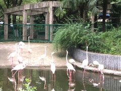 -红梅公园