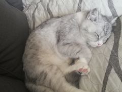 -安安宠医·安宠宠物医院