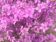 -南通洲际绿博园