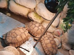 -南宫五洲植物乐园