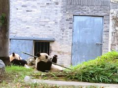 -都江堰中华大熊猫苑