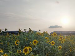 -瑶湖郊野森林公园