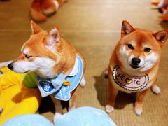 -逗柴咖啡屋·狗咖猫咖宠物桌游