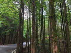 -山王坪喀斯特国家生态公园