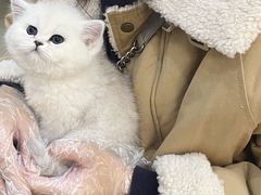 -喵zoo家庭繁育猫舍(尖东智能花园店)