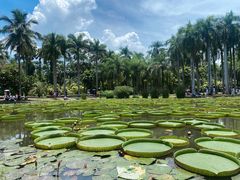 -中国科学院西双版纳热带植物园