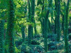 -泰山风景名胜区