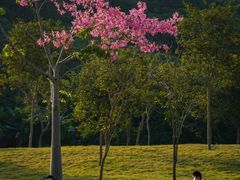 -风云岭森林公园