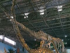 -中国西峡恐龙遗迹园