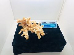 劳斯管螺-贝壳梦幻世界