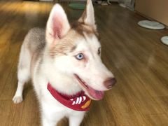 汤圆-Husky Go! 哈士奇体验馆·宠物咖啡厅狗咖