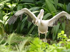 -新加坡飞禽公园