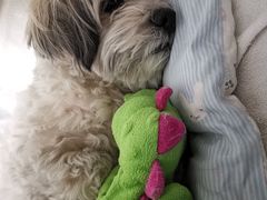 -北京赛佳动物医院