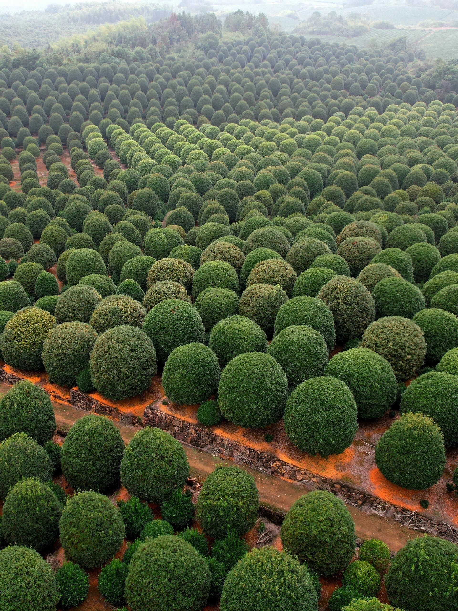 杭州余杭的桂博园里,修成一个个圆球状的大片桂花树,像一个个抹茶甜点