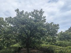 -敬亭山风景名胜区