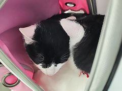 -四月宠物医院·猫专科·心脏专科·内科(转塘店)
