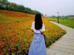 -洨河生态公园