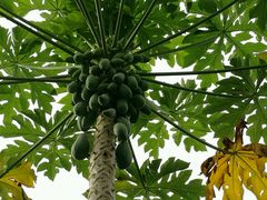 -三亚夏威夷大酒店