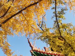 -灵岩山风景区灵岩禅寺