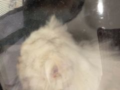 -四月宠物医院·猫专科·心脏专科·内科(转塘店)