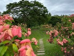 -中国科学院西双版纳热带植物园