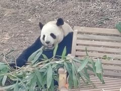 -栾川竹海野生动物园