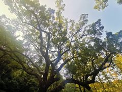 -宁波市保国寺古建筑博物馆