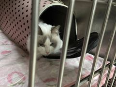 -关爱动物医院·心脏·中兽医·异宠(金牛路分院)