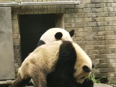 -都江堰中华大熊猫苑